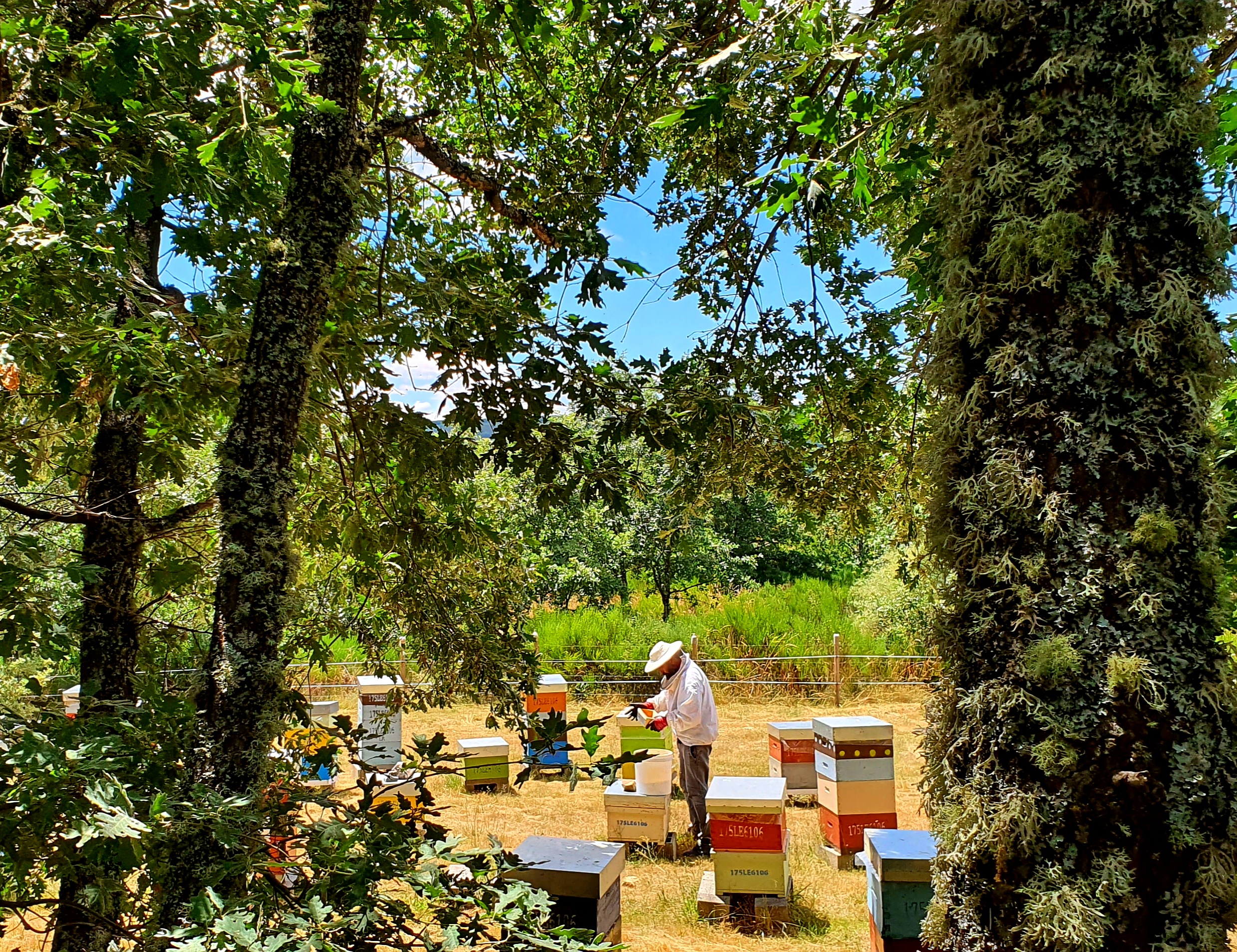 COLMENAR 2_ LOS IZANES