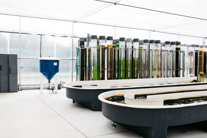 NeoalgaeCorporativa-092